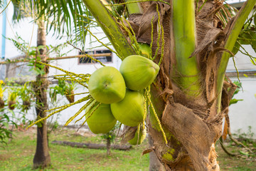 Close-up of the green coconuts growing on the coconut tree.