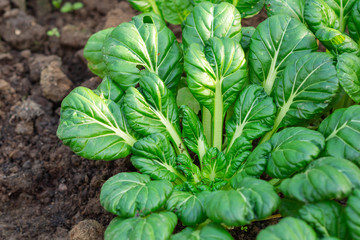Close-up of growing Tatsoi.