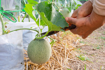 Close-up of hand hold scissor cut melon leaf in greenhouse.