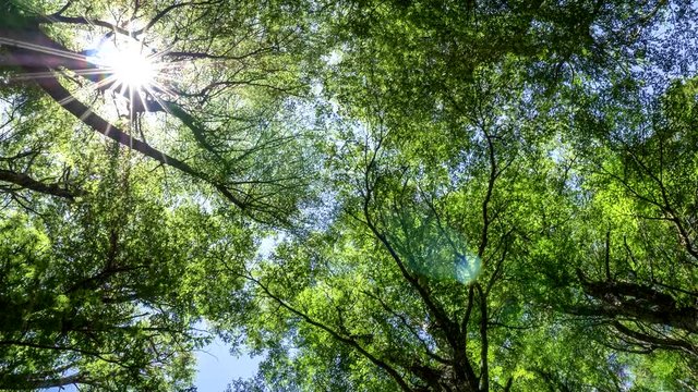 Green trees and sun summer concept. Walking through beautiful summer forest in sunny day. UHD 4K