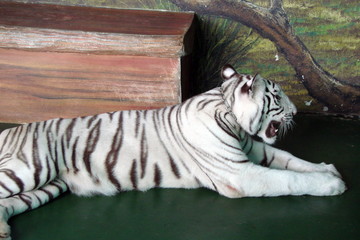 Rare species of tigers attract tourists from all over the world.