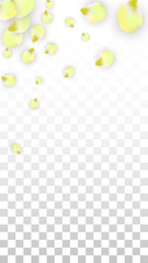 Vector Realistic Pink Petals Falling on Transparent Background.  Spring Romantic Flowers Illustration. Flying Petals. Sakura Spa Design. Blossom Confetti.