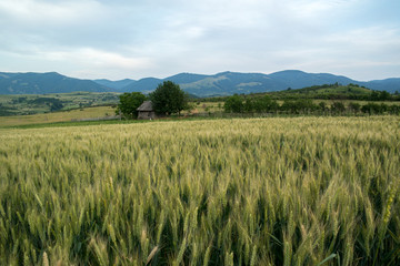 Green wheat field under a cloudy sky