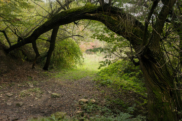 Natural arch created by a Willow tree