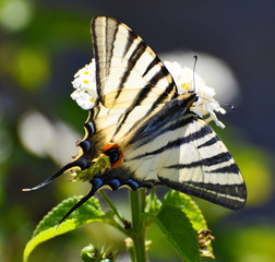 butterfly, macaone, nature, butterflies, colorful, insect, yellow, beauty