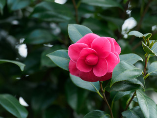 美しい紅色の椿