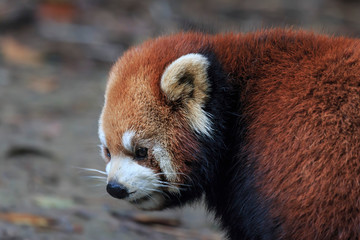 Close up of a Red Panda (Ailurus Fulgens) in Chengdu, China