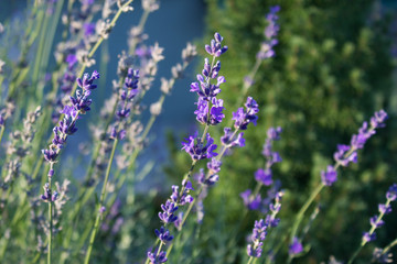 Fragrant lavender flowers in the garden. Close-up