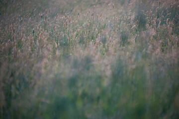 Obraz na płótnie Canvas Blurry wild grass fox tails in a meadow