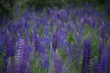 Purple lupines in a greens in a field