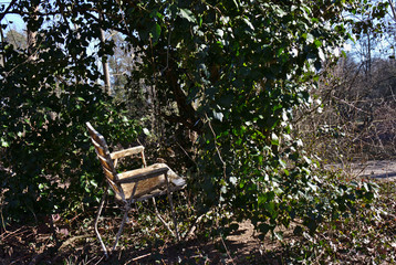 Stare krzeslo w lesie - obrazy, fototapety, plakaty