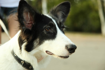  dog border collie