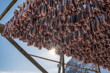 Cod fish headless drying on wooden racks