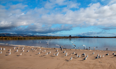 Fototapeta na wymiar Flock of Seagulls [Laridae] at McGrath state park marsh estuary nature preserve where the Santa Clara river meets the Pacific ocean at the Ventura beach in California United States