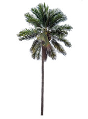 Coconut tree with green leaves