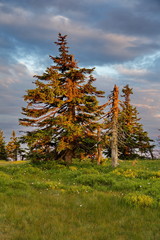 Old monumental trees on the mountain meadow in sunset light