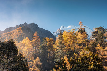 Autumn pine forest with sunlight in valley at Yading