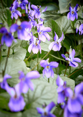 beautiful flowering lilacs