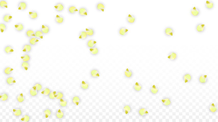 Vector Realistic Pink Petals Falling on Transparent Background.  Spring Romantic Flowers Illustration. Flying Petals. Sakura Spa Design. Blossom Confetti.