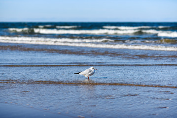 Sea landscape, seagull sitting on the beach.