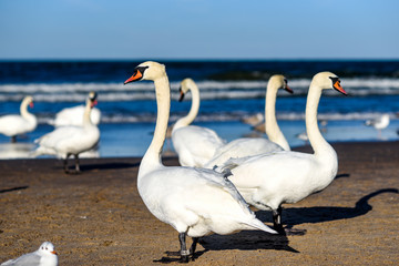 Swan on the beach, sea landscape.Swan on the beach, sea landscape.Swan on the beach, sea landscape.