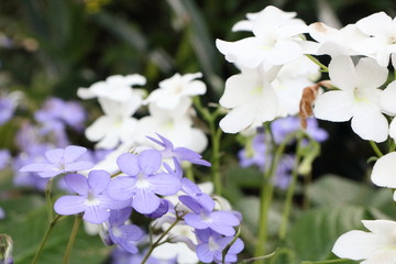 all different flowers