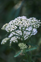 Common yarrow Achillea millefolium white flowers close up top view as floral background against green blurred grass.