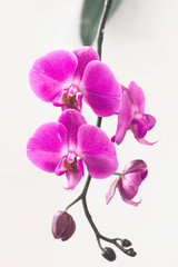 Fototapeta na wymiar pink Phalaenopsis Orchid flower in winter or spring day tropical garden isolated on white background.