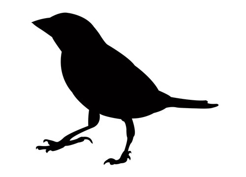 bird body silhouette vector