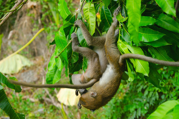 cuccioli di macachi giocano