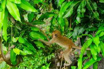 piccoli macachi giocano saltano sull'albero