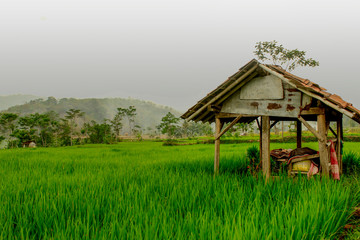 The beauty of the farmer's cottage in the middle of the rice fields