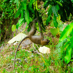 macaco sul ramo