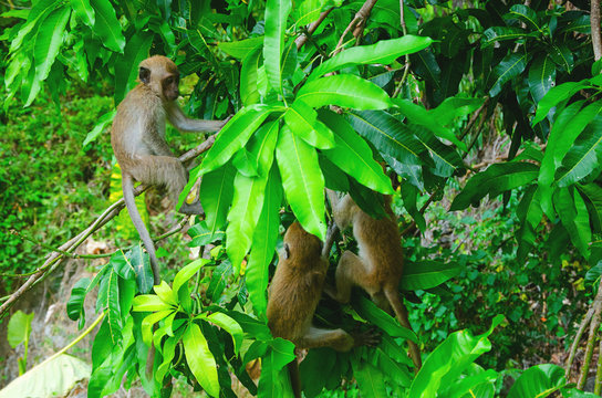 macachi giocano sul ramo