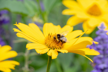 Bee pollinating yellow in garden flower covered in pollen