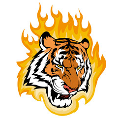 tiger on fire, vector graphic to design