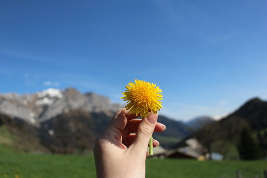 Flor Amarela