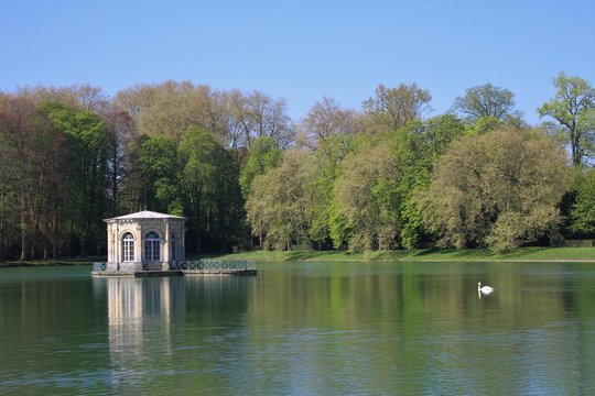 Cisne