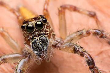 Close up of jumper spider on the dry leaf in Thailand
