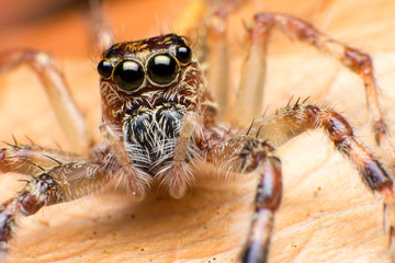 Close up of jumper spider on the dry leaf in Thailand