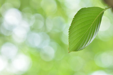 Fototapeta na wymiar Green leaf 