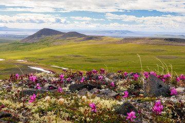 Beautiful summer landscape. Wild flowers Rhododendron camtschaticum bloom on the hills. In the distance Anadyr estuary. In the sky, clouds. Golden Ridge, Chukotka, Siberia, Far East of Russia. Arctic.