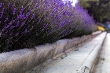 Lavender bushes in a marble flowerbed - 251555203