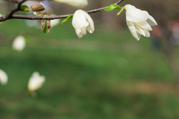Branch of white Magnolia on a background of green forest - 251555429