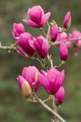 Branch pink Magnolia on a background of green forest - 251555451