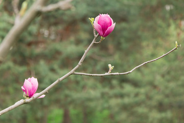 Branch pink Magnolia on a background of green forest - 251555458