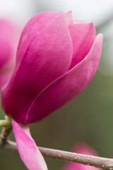 Branch pink Magnolia on a background of green forest - 251555464
