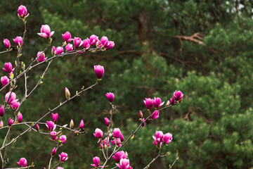 Branch pink Magnolia on a background of green forest - 251555477