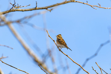 カシラダカ(Rustic Bunting)