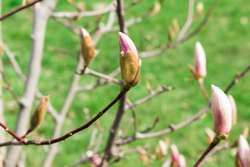 Branch pink Magnolia on a background of green forest - 251555686